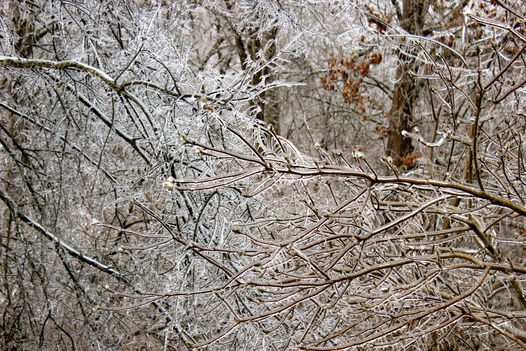 IMG_9485