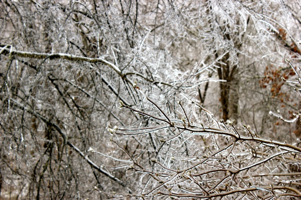 IMG_9495