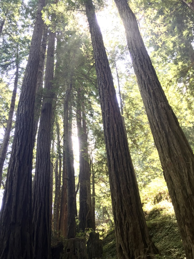 Compared to their much larger ancestors in Muir Woods, these tress are youngsters.