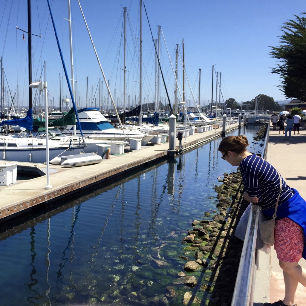 The Monterey Bay is a beautiful area and the harbor is full of splendid boats just waiting to sail.
