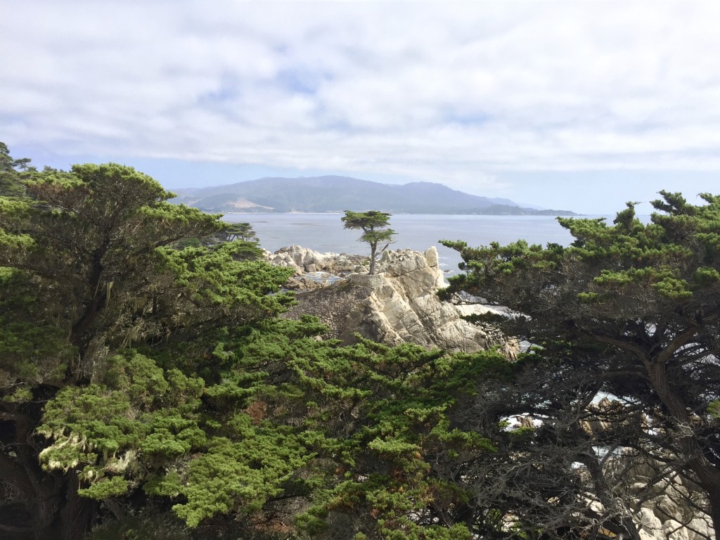 The Lone Cypress was actually not alone at all as the area was full of these unique and ancient looking trees.