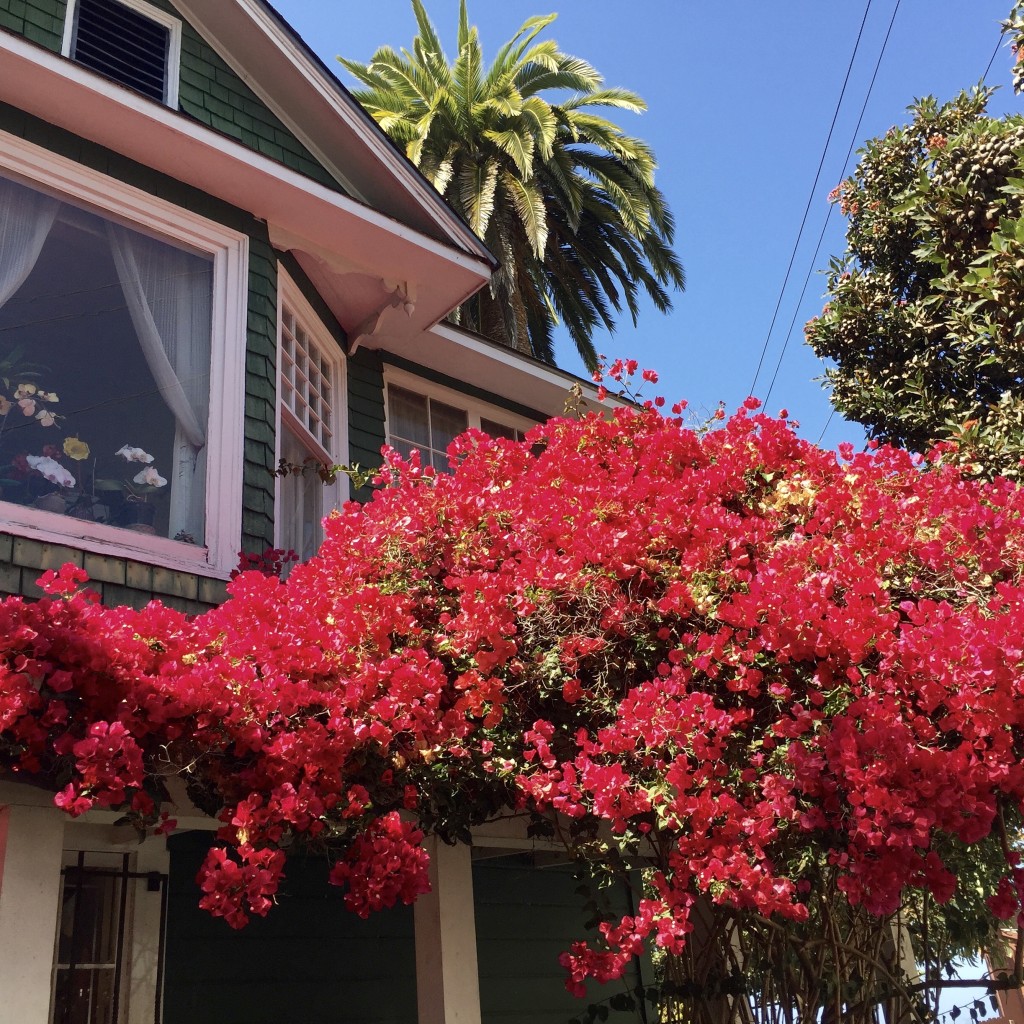 This image gives a good indication of all the beautiful colors we saw while in Monterey.
