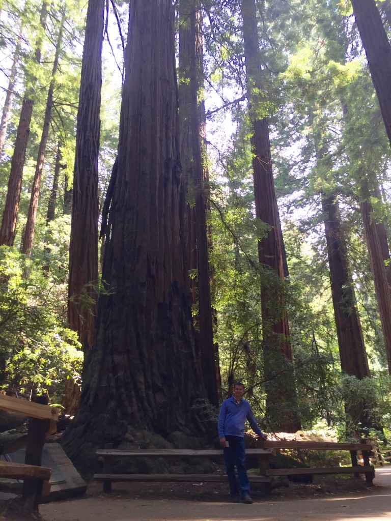 Muir Woods' Gentle Giant