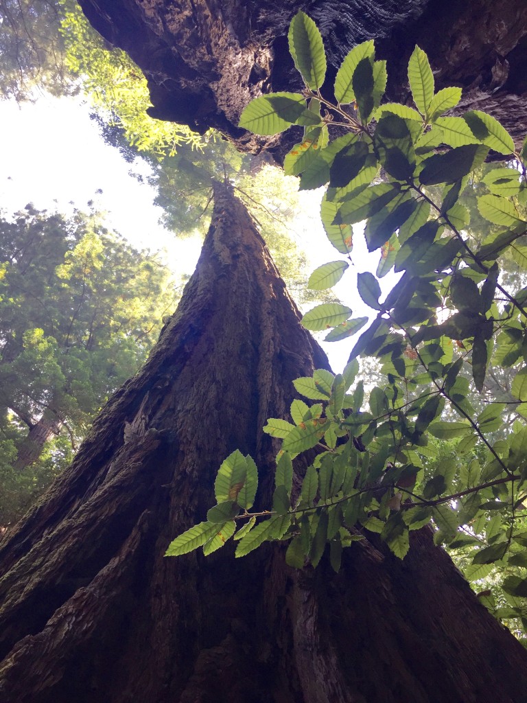 The Tall Trees of Muir Woods