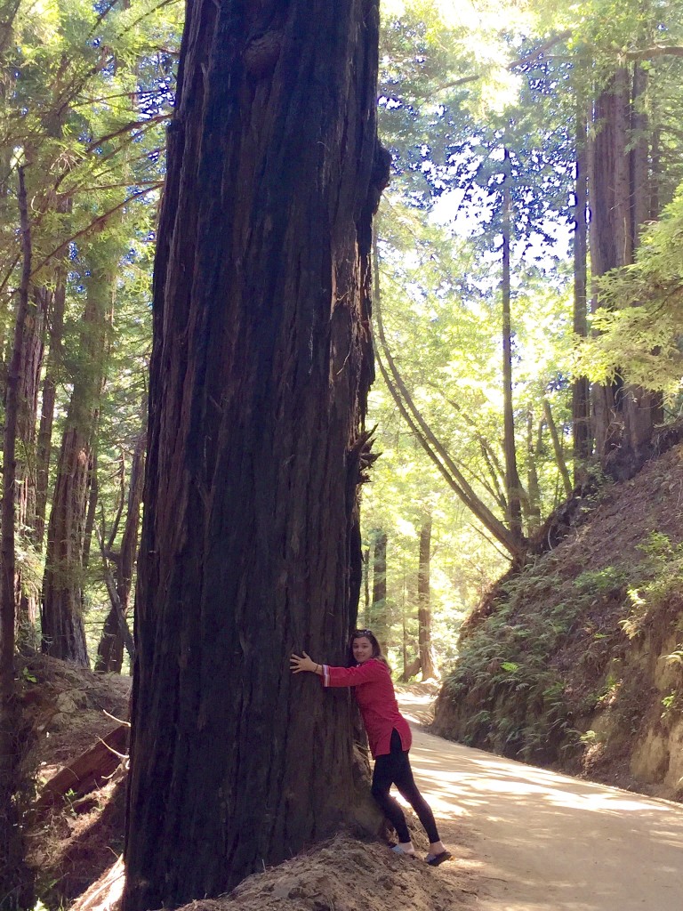 The 200 year old oaks that we get excited about in TN are saplings compared to these giants.